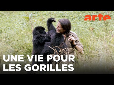 Dian Fossey, la femme-gorille | ARTE Évasion