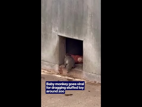 Baby monkey goes viral for dragging stuffed toy around zoo