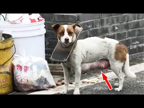 Stray dog's head was tied with wood, and she had to take care of the puppy at the same time...