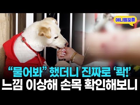 '살점이 너덜너덜..' 강형욱도 충격받은 주인 처참하게 물어 뜯는 개 I KBS 개는 훌륭하다 230501 방송