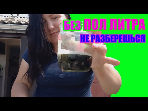 Как кормить ежевику и малину весной