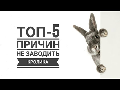 Топ-5 причин не заводить декоративного кролика / Top 5 Reasons Not to Get a Pet Rabbit