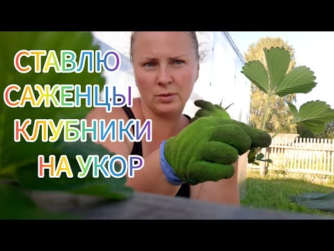 Укоренение клубничных усов с помощью туманообразователей. Работаю по настроению/Купаемся на речке