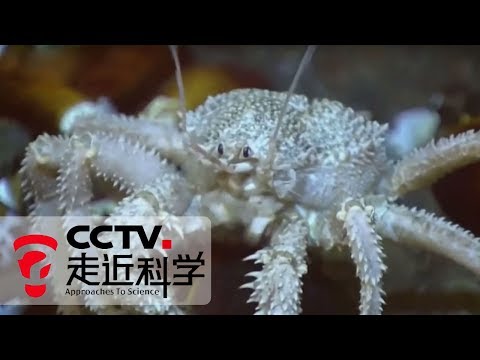 《走近科学》 来自海底的生物（上）：揭开海底极端环境生物的生存秘诀 20190226 | CCTV走近科学官方频道