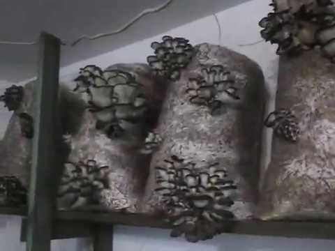 Проблема развития,высокая влажность и её последствия для вешенки.