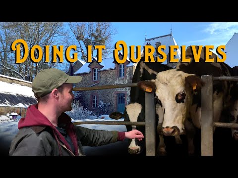 46 Dairy Cows To The Rescue - Doing It Ourselves