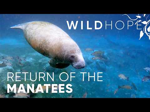 The Florida River Becoming a Refuge for Manatees | WILD HOPE