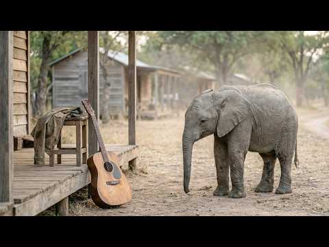 This Baby Elephant Loved Listening to a Man’s Guitar — Until He Was Gone | Animal Rescue Short Film