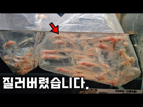 결국 질러버렸습니다..우파루파 100마리 입양해왔는데...이걸 어쩌죠