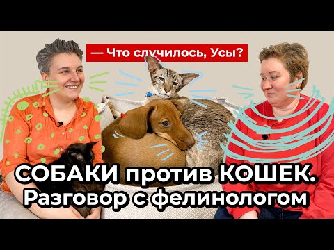 Dogs vs. Cats. A Conversation with a Feline Expert// What Happened, Whiskers?