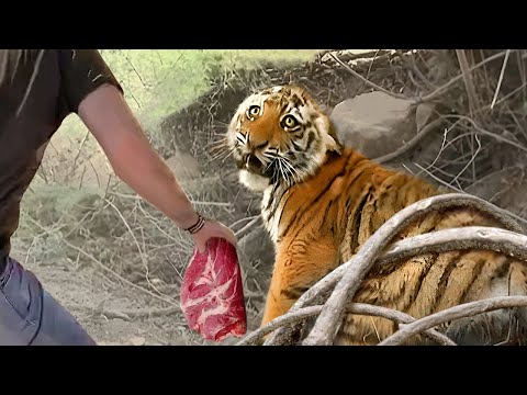 ¡Estos animales pidieron ayuda y bondad a la gente!