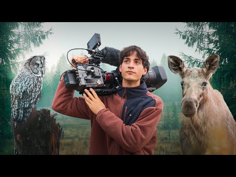 How we Found Moose and Owls in Sweden's Forests