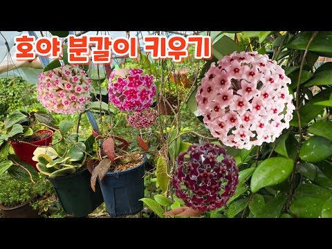 꽃피는 #호야 #분갈이 #키우기 관리하기