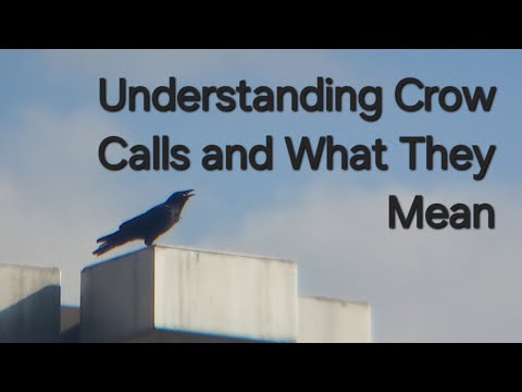 Understanding Crow Calls - Calling Crows - Crow Communication - Learn Stuff With Onen
