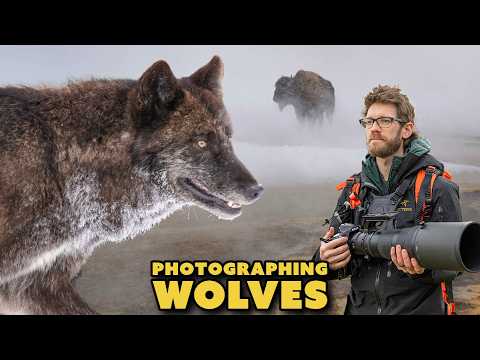 Up Close with a Yellowstone WOLF– A Once-in-a-Lifetime Moment