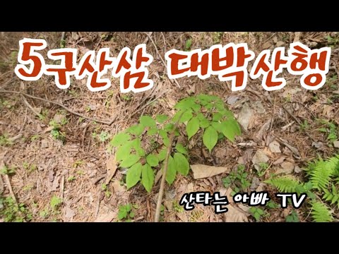 5구산삼 가족산삼 대박 산삼산행