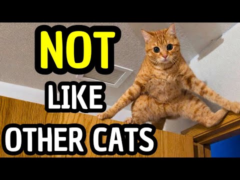 Why Orange Cats Are So Weird (Science Explains It)