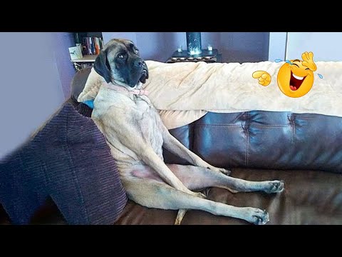 HILARIOUS DOGS Being Weird 🤪 NEW Funniest Dogs Video 2026