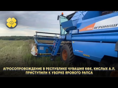 Агросопровождение в Республике Чувашия КФХ, Кислых А.Л.Приступили к уборке Ярового рапса