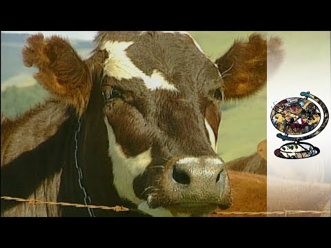 Vigilantes and South African Troops Fighting Cattle Thieves (2001)