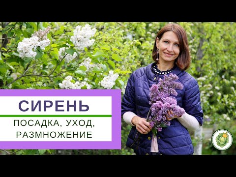 СИРЕНЬ - посадка, уход, обрезка и размножение. Что нужно делать для пышного цветения?