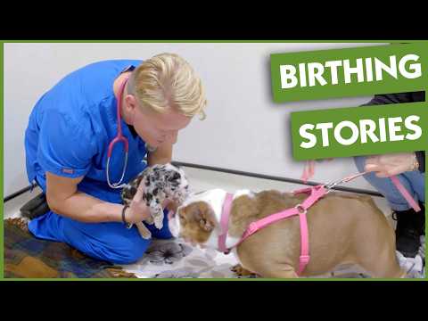 1 Hour Of Incredible Dog Births And New Life Moments | Vet On The Hill
