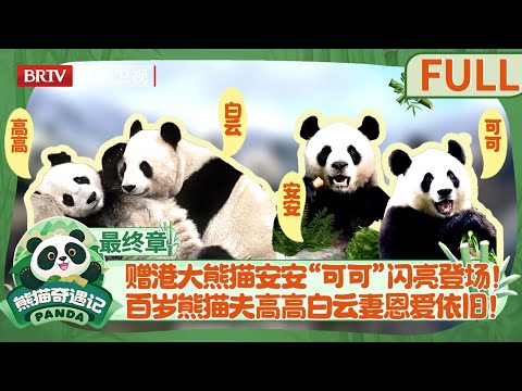 【ENG DUB】收官!看赠港大熊猫“安安”可可“最新状况,很难不被百岁熊猫夫妻高高白云的恩爱扶持所感动！【熊猫奇遇记】EP06
