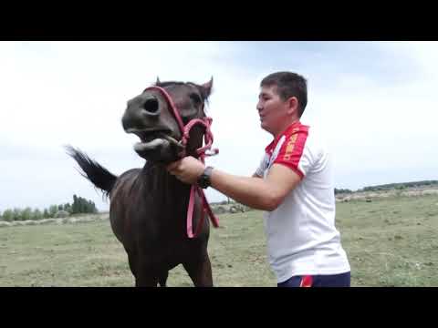 Чүй Сары-Өзөн улак командасынын аттары