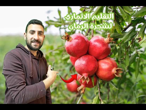 تقليم الرمان بطريقة علمية صحيحية وسهلة للجميع