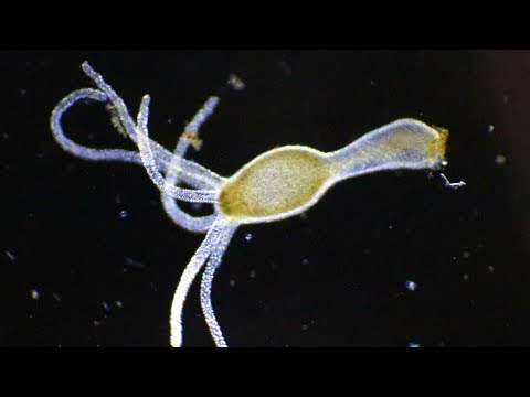 What you can see in a drop of swamp water under a microscope – the darkfield method. Incredible f...