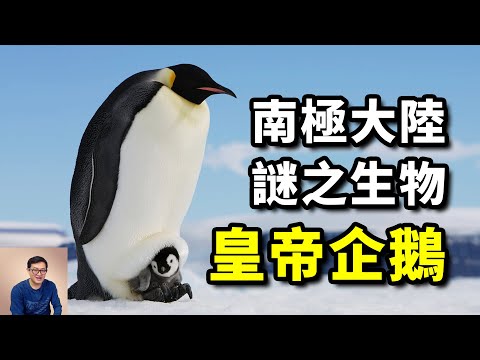 南極最驚人的謎團，動物界最純的爺們！皇帝企鵝到底經歷了什麼？【老肉雜談】#動物 #寵物 #企鵝 #海洋生物 #penguin