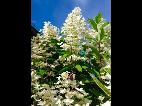 #обрезкаметельчатойгортензии# 3 формы метельчатой гортензии: Г- дерево, Г- куст, Г- пирамида!