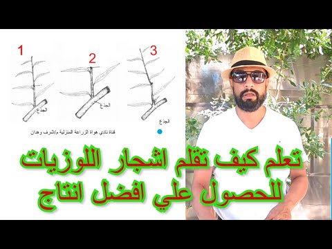 تعلم تقليم اللوزيات بدون معلم