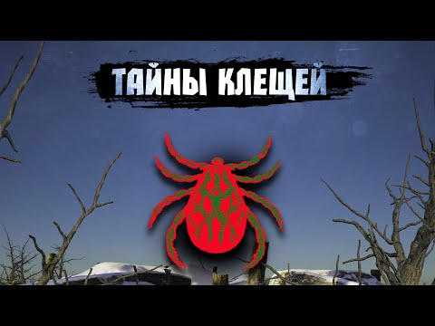 Иксодовый клещ, охотник из другого мира