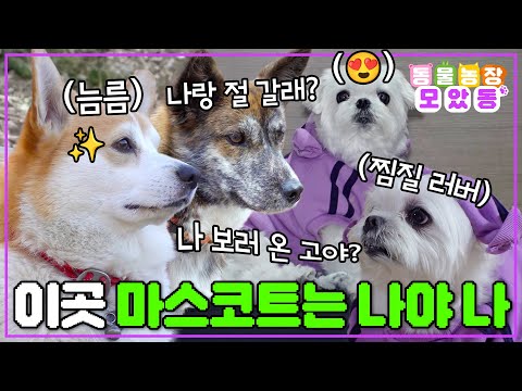 [#AnimalFarm] What is this place famous for? It's me 🤗 The puppy friends who became mascots 🐶 #TV...