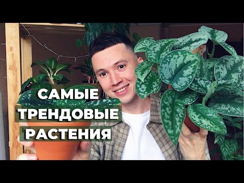 ТОП 10 Комнатных Растений 2022 года » Простые в Уходе и Неприхотливые