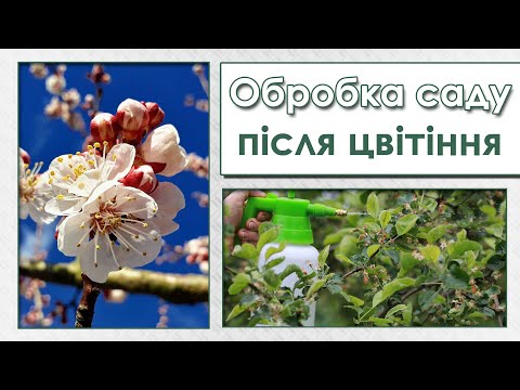 Обробка саду від хвороб і шкідників після цвітіння. Вишнева муха. Захист черешні, персика. Моніліоз