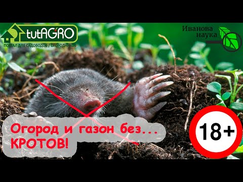 HAVE MOLES TAKEN YOU? THERE'S A SOLUTION! Moles in your yard are no longer a problem! Watch this ...