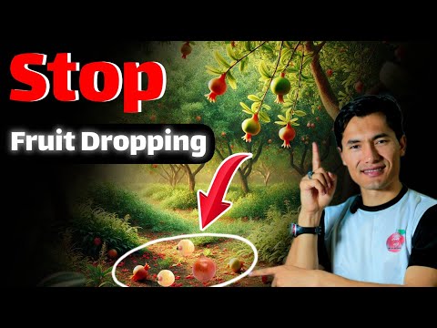 I changed All Pomegranate Flowers Into Fruit / Why Your Fruits are Dropping?