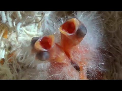 Разведение канареек ЧТО ДЕЛАТЬ ЕСЛИ КАНАРЕЙКА ОТКАЗЫВАЕТСЯ КОРМИТЬ СВОИХ ПТЕНЦОВ