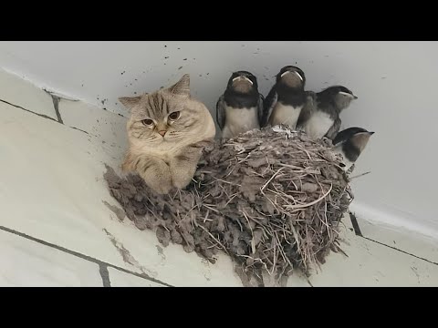 Nature Said ‘No Rules’ and the Cat Agreed 🐱 Funny Cats Videos 2025