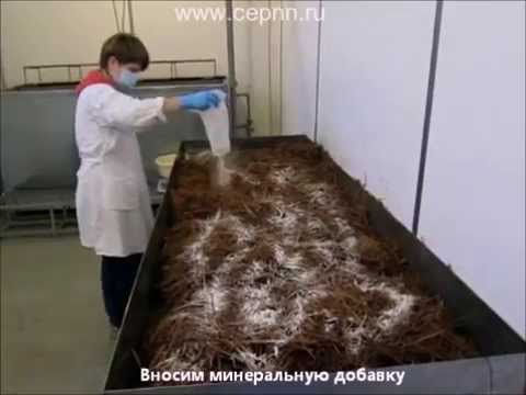 Изготовление грибных блоков вешенка на предприятии