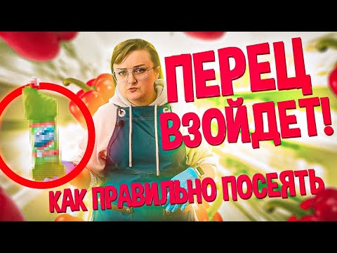 КОГДА СЕЯТЬ ПЕРЕЦ НА РАССАДУ? ПОДСКАЗКА