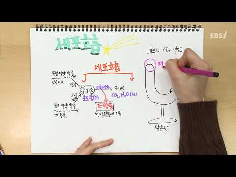 세포호흡 | 가볍게 공부하는 박소현의 생명과학 스케치북, 개정 생명과학, 노트필기, 문제풀이 | EBSi 고교강의