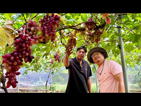 Dating Grab Driver, Kitang-kita ang Asenso sa Grapes Vineyard at Calamansi Farming!