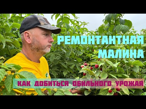 Встречаем обильный урожай.Что нужно малине во время цветения.
