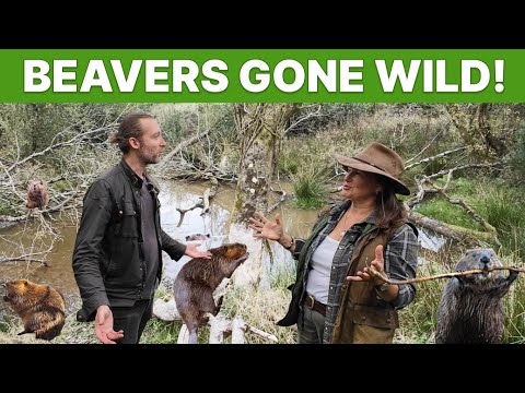 Meet The UK's Leading Rewilding Animal Breeder (Part.1)