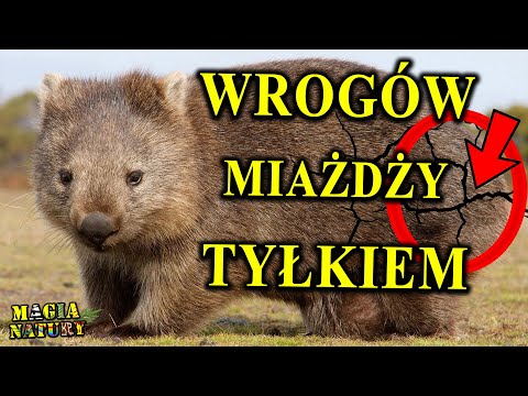 Broni się Zadem! - WOMBAT - ...i Robi Kwadratowe Kupy