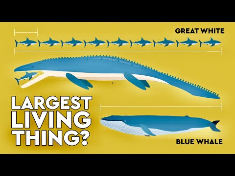 What Is The Biggest Living Thing Ever?