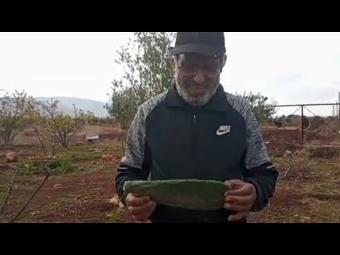 نغرس اليوم الهندية ديال ٱيت باعمران 